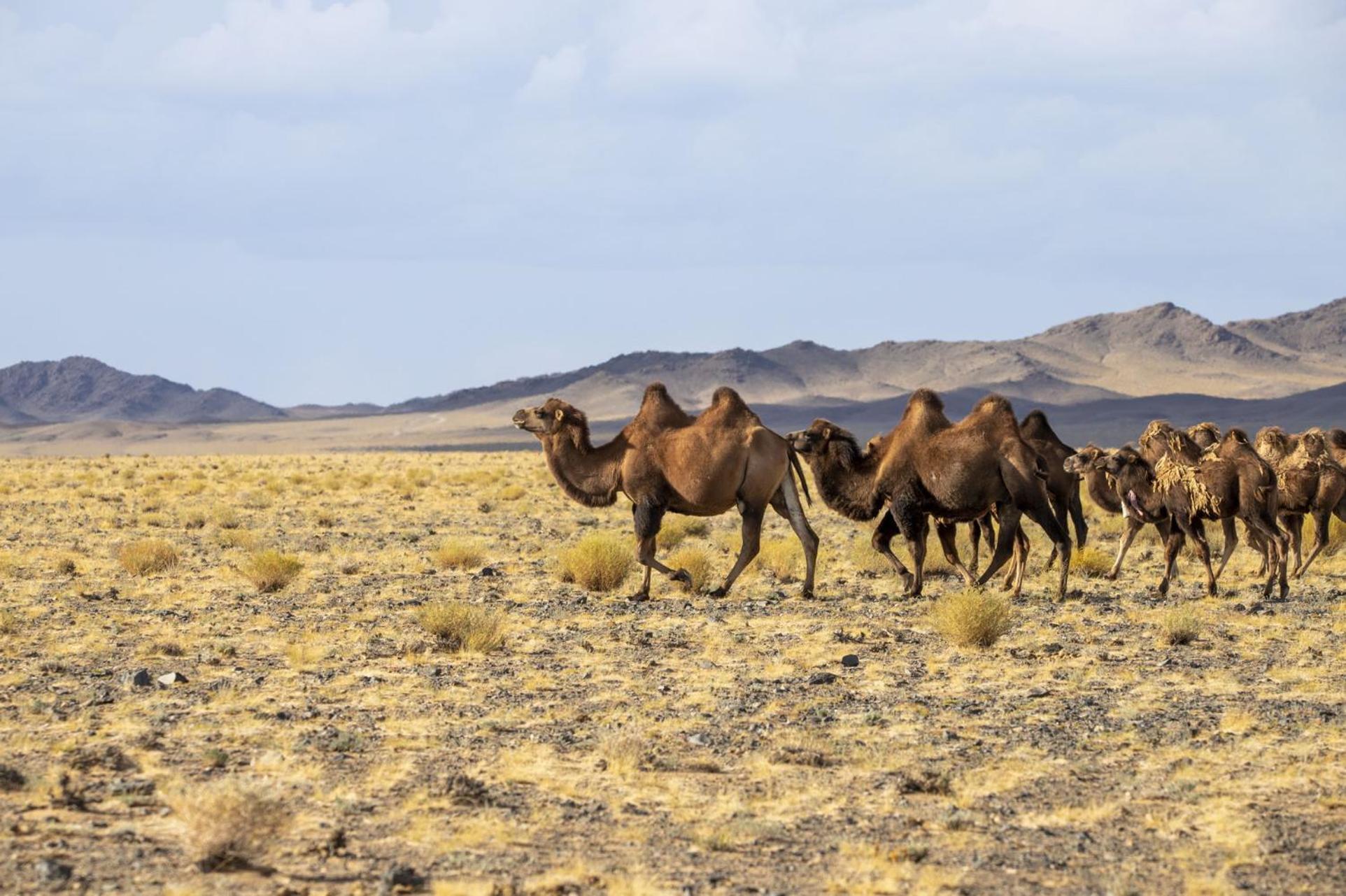 Gobi-Girl Otel Ulan Batur Dış mekan fotoğraf